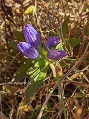 Gentiana saponaria