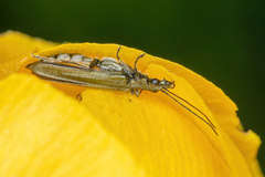 Oedemera virescens