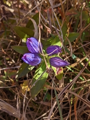 Gentiana saponaria