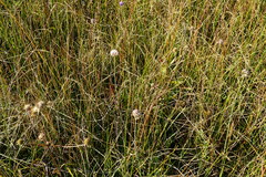 Juncus subnodulosus