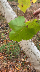 Platanus occidentalis