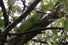 Iguana delicatissima