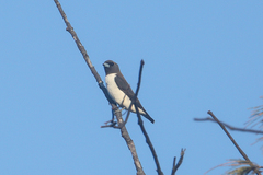 Artamus leucorynchus