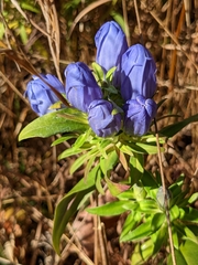 Gentiana saponaria