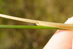 Juncus subnodulosus