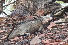 Iguana delicatissima