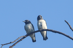 Artamus leucorynchus