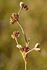 Juncus subnodulosus