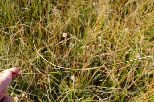 Image of Juncus subnodulosus by (c) Patrick Hacker, some rights reserved (CC BY)