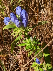 Gentiana saponaria