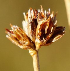 Juncus subnodulosus