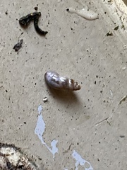 Cochlicopa lubrica