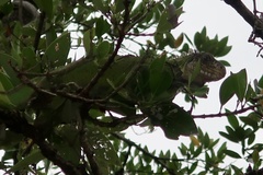 Iguana delicatissima