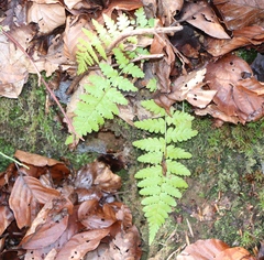 Dryopteris cristata