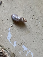 Cochlicopa lubrica