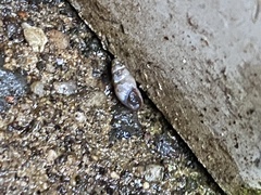 Cochlicopa lubrica