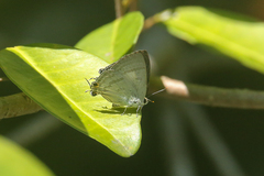 Hypolycaena phorbas