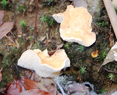 Hydnum rufescens