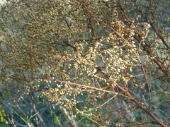 Artemisia scoparia