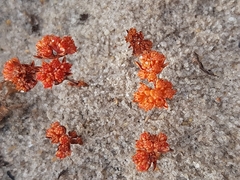 Crassula glomerata
