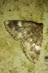 Larentia malvata
