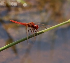 Crocothemis erythraea