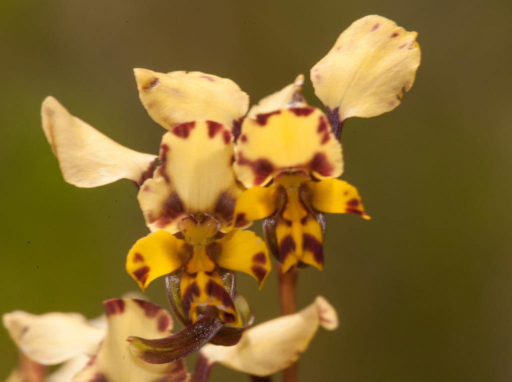 Diuris pardina