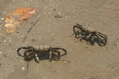 Macrophthalmidae