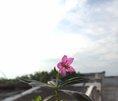 Talinum fruticosum