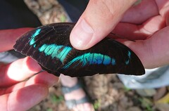 Archaeoprepona demophon