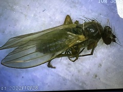 Lonchoptera bifurcata