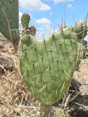 Opuntia lasiacantha