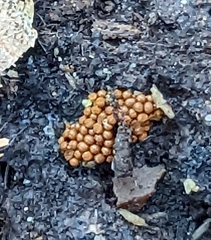 Hemitrichia calyculata