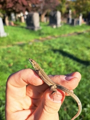 Podarcis siculus campestris