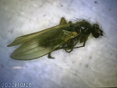 Lonchoptera bifurcata