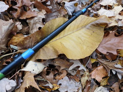 Magnolia macrophylla