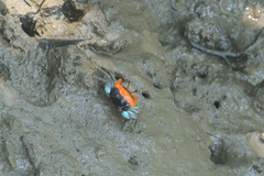 Tubuca coarctata