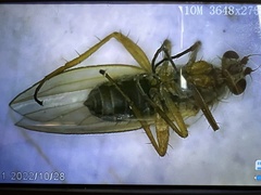 Lonchoptera bifurcata