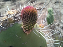 Opuntia lasiacantha