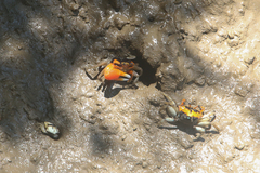 Tubuca coarctata