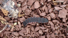 Nyctophila reichii