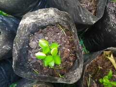 Ficus benjamina