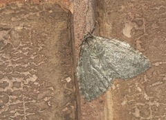 Epirrita dilutata