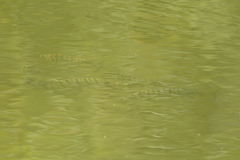 Selenotoca multifasciata