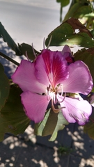Bauhinia variegata