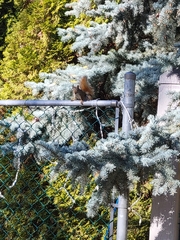 Tamiasciurus hudsonicus