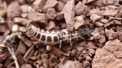 Nyctophila reichii