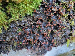 Peltigera didactyla