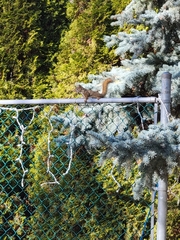 Tamiasciurus hudsonicus