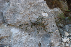 Erica manipuliflora
